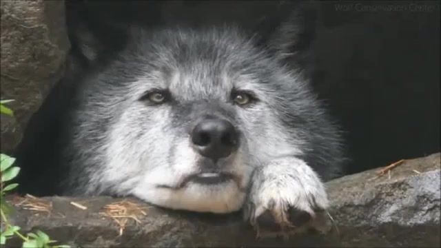 Lonely, sadness, wolf, akon lonely, animals pets.