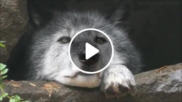 Lonely, sadness, wolf, akon lonely, animals pets. #0