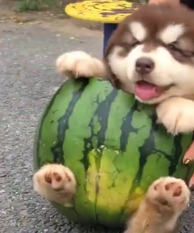 Puppermelon, puppy, watermelon, dog, lovely, cute, animals, happy, funny, amazing, animal, dogs, animals pets.
