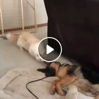 Puppy fail and dog's ear