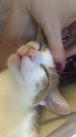 Purrfect life, purrfect, cat, cats, catsofvine, cats compilation, kitty, lazy, purring, purring cat, animals pets.
