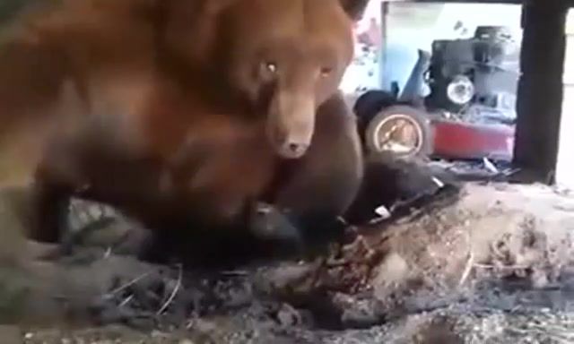 Scary Bear, Wake Up, Bad Dream, Meeting With A Bear, Man Against A Bear, Bear Attack, Animals Pets