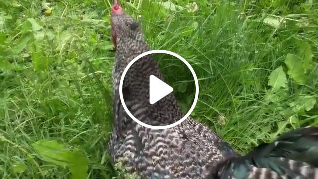 Sleeping cock, sound, music, nature, zoo, eleprimer, lol, chik, cock, wtf, animals pets. #0