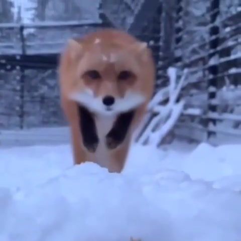 Snow and Fox Magic LOTUS - Video & GIFs | animals,yup,yep,yellow,mozilla,foxy,love,funny,cute,year,new,snow,fox,lotus,lotus's,animals pets