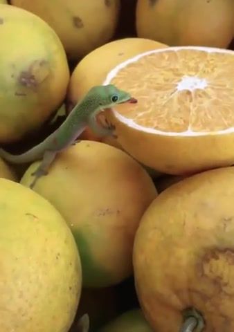 Tiny lizard licking an orange, lizard, orange, happiness, animals pets.