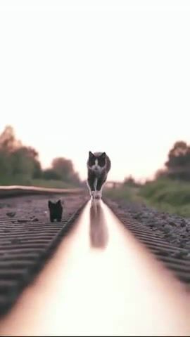 True cat, cat, far from any road, animals pets.