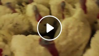 Turkeys and Farmer