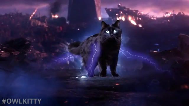 Avengers Endgame with my cat OwlKitty - Video & GIFs | owlkitty,avengers,endgame,owl cat,owl kitty,kitty,cat,marvel,superhero,emble,avenger,vfx,cute,funny,meme,animals pets