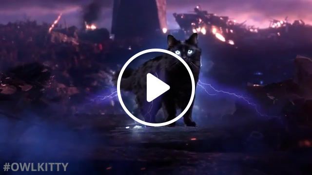 Avengers endgame with my cat owlkitty, owlkitty, avengers, endgame, owl cat, owl kitty, kitty, cat, marvel, superhero, emble, avenger, vfx, cute, funny, meme, animals pets. #0