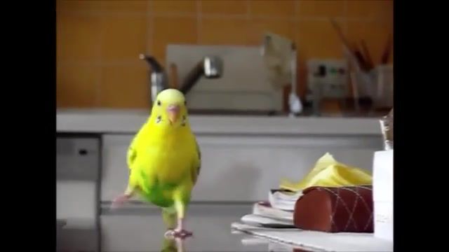 Birb in the 90's, Budgie, Bird, Budgerigar, Running, Runninginthe90's, Idk What To Tag This, Running In The 90's, Funny, Birdfriend, Awesome, Music, Animals Pets
