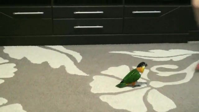 Caique hopping on the Floor