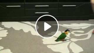 Caique hopping on the floor