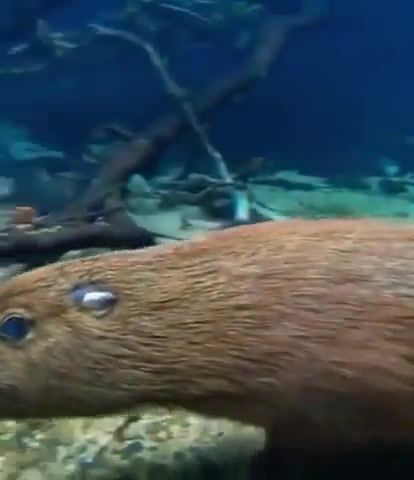 Capybara, animals pets.