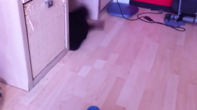 Cat can not stop press to gas - Video & GIFs | laugh,funny,music,races,initial,initial d,cat can not stop press to gas,meme,language,kitty,astronaut,overload,stop,can not,cats