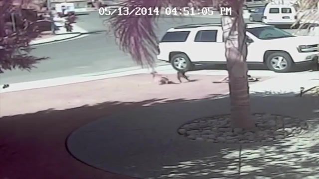 Cat saves kid from pitbull, cat, kid, child, save, dog, pitbull, bonnie tyler, holding out for a hero, bonnie tyler holding out for a hero, hero, fight, animals, animals pets.
