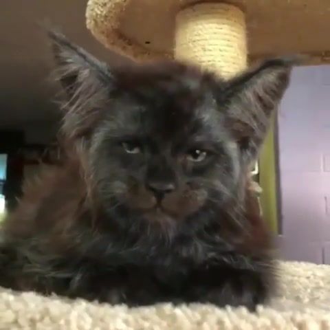 Cat with human face, Omg, Funny, Funny Moments, Scary Moment, Cat, Horror, Animals Pets