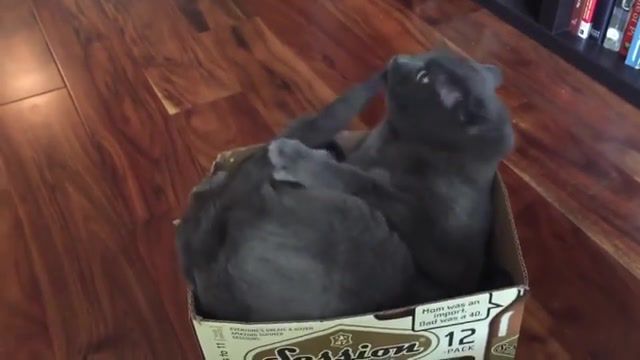 Cutecat, funny cats, funny cat, try not to laugh, try not to laugh challenge, funny cats compilation, funny, cats, hardest try not to laugh challenge, cat, cute cats, challenge, compilation, animals pets.