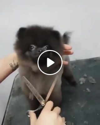 Dog that loves getting his hair cut to Ducktales Intro