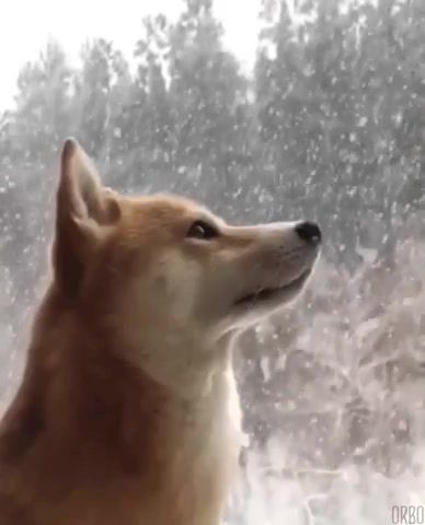 Doggo Snow TimingZ, Snow, Winter, Ambient, Dog, Dogs, Pets, Eleprimer, Cinemagraph, Cinemagraphs, Live Pictures