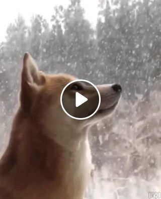 Doggo Snow TimingZ