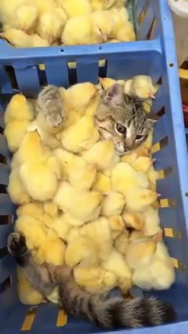 Funny, funny, kote, cat, animals, chicken, chicks, chill, do not worry be happy, bobby mcferrin.