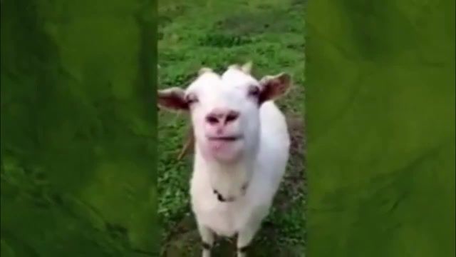 Goat version, i learned through smartphone, buzova, olga buzova, animals, goat, i m mobile, mashup, funnt, fanny, fun, mashups, animals pets.
