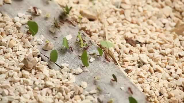 He, Who Motivates the Ants, Ambergris Caye, Belize, Theradblog, Jon Rawlinson, Leafcutter, Ants, Leafcutter Ants, Animals Pets