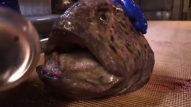 Horror from the depths of the sea, Animals Pets