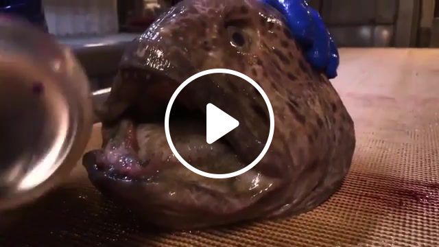 Horror from the depths of the sea, animals pets. #0