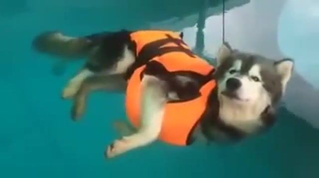 Husky relaxing in pool, viral, epic, animals pets.