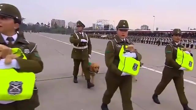 Imperial March, Police, News, Puppies, March, Hell March, Red Alert, Animals Pets