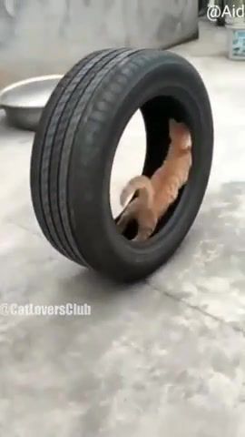 In the wheel, cat, tire, animals pets.