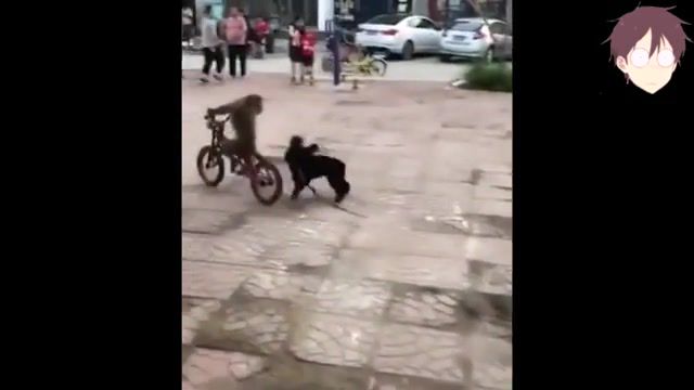 Monkey rides the bike