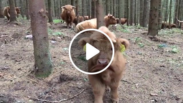 Moo, moo, cows, funny cows, funny animals, talking cows, funny, adorable, cute, pet, pets, fun, silly, cute animals, funny dogs, animals, markiplier, animals pets. #0