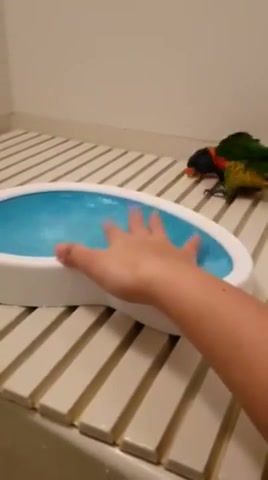 Parrots pool, I Am A Bird, Animals Pets