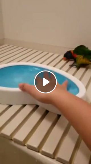 Parrots pool