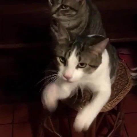 Please Please Cat - Video & GIFs | smiths,cat,funny cat,paws,meow,morrissey,fun,animals,animals pets