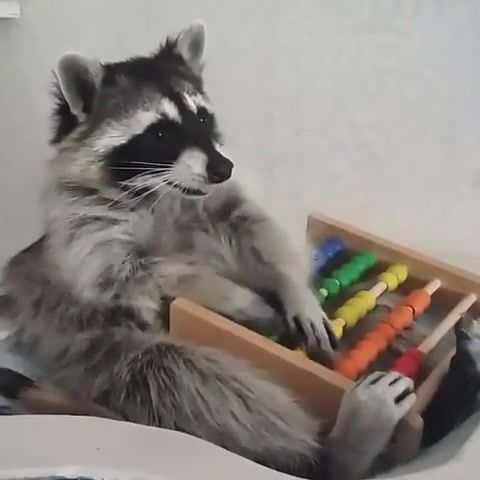 Raccoons are cool, heckyeah, animals pets.