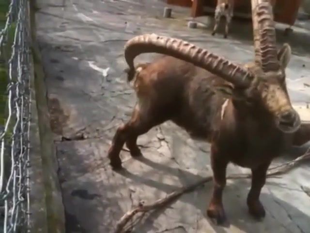 Ram Goat Cleaning Room - Video & GIFs | dr,free,weed,join,joint,room,meme,rap,music,trip,funny,lol,omg,park,dodge,ram,goat,animal,zoo,wtf,animals pets
