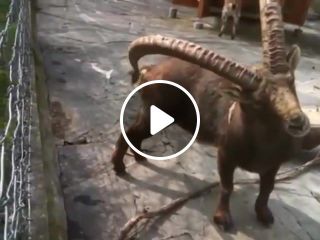 Ram Goat Cleaning Room