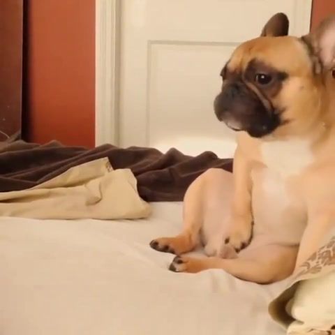 Self satisfaction, funny dog, epic scene, best, epic win, masturbation, chillout, relax, animals pets.