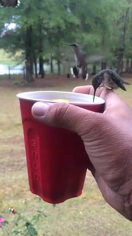 Sharing a drink with my friends, Animals Pets