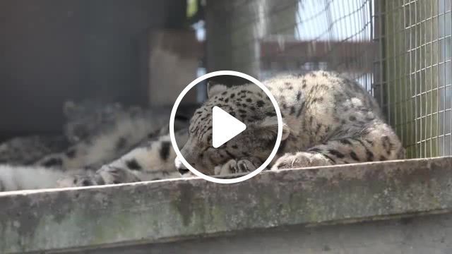 Sleep, leopard, relax, sleep, animals pets. #0