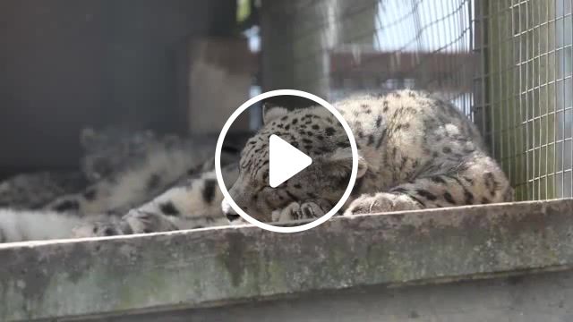 Sleep, leopard, relax, sleep, animals pets. #1