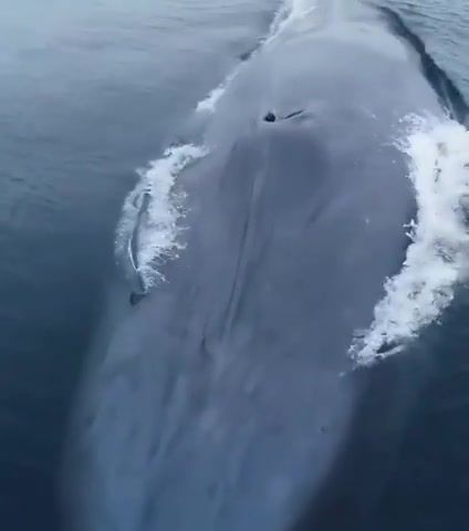 The Blue Whale, the largest animal on planet earth, Whale, Ocean, Wild, Life, Love, Earth, Ecology, Save Me, Omg, Wtf, Wow, Animals Pets