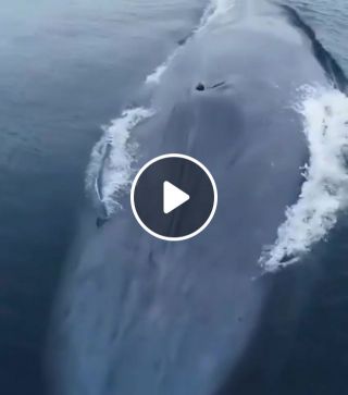 The Blue Whale, the largest animal on planet earth