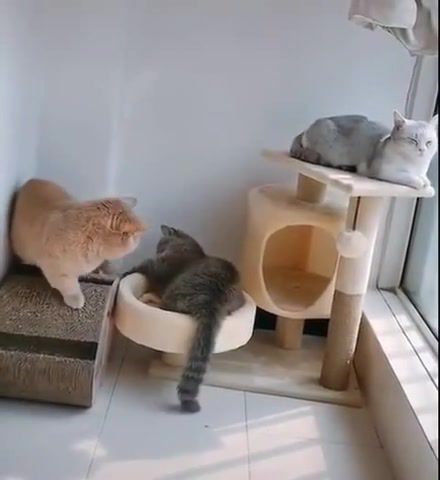 The cutest and funniest cat fight you'll see