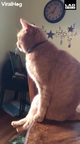 The way this cat sits is too much