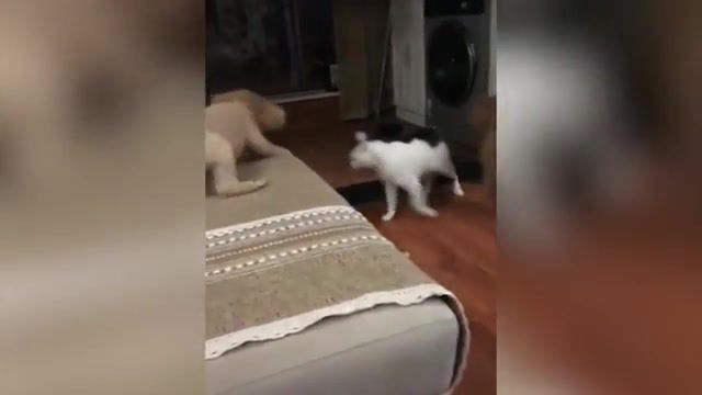 Thing boss, cat, cats, dogs, fights, fight, dog and cat, cat fights, cat boss, boss, koto boss, funny cat, funny, funny cats, funny dogs, funny animals, dog.