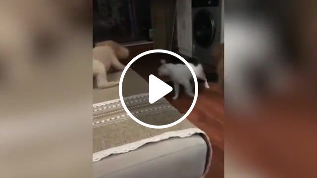 Thing boss, cat, cats, dogs, fights, fight, dog and cat, cat fights, cat boss, boss, koto boss, funny cat, funny, funny cats, funny dogs, funny animals, dog. #0